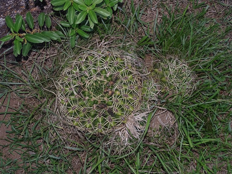 Gymnocalycium monvillei subsp. monvillei photo 4