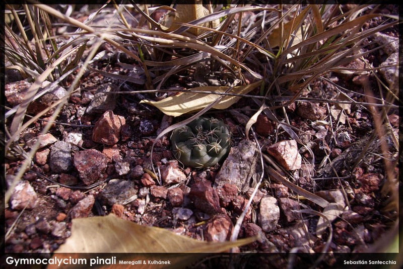 Gymnocalycium pinalii photo 3