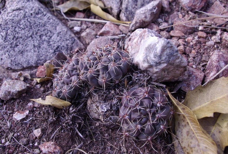 Gymnocalycium pinalii