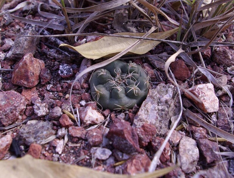 Gymnocalycium pinalii photo 4