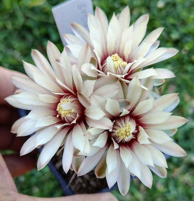 Gymnocalycium pinalii photo 5