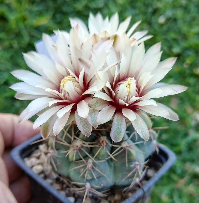 Gymnocalycium pinalii photo 6