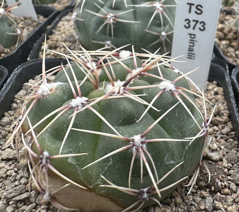 Gymnocalycium pinalii photo 7