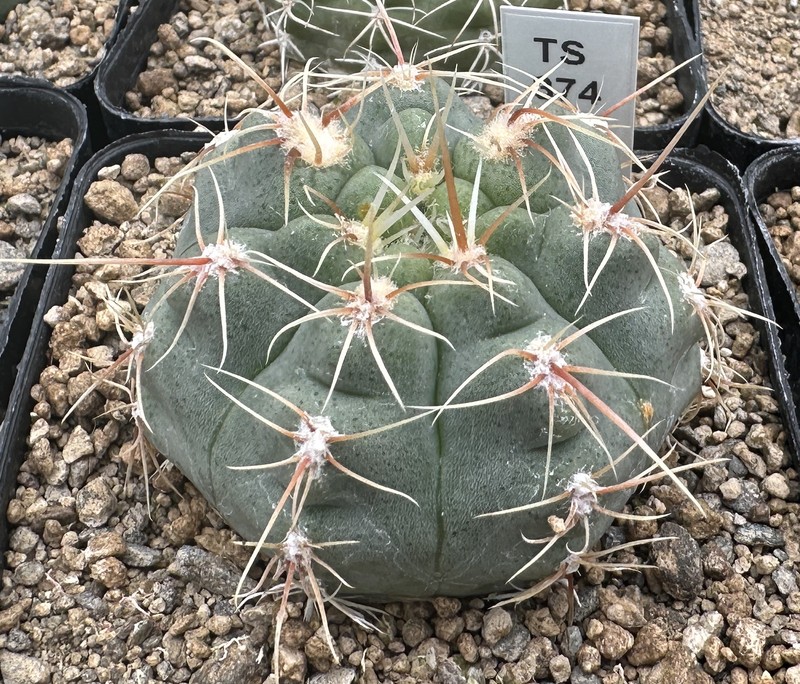 Gymnocalycium pinalii photo 8