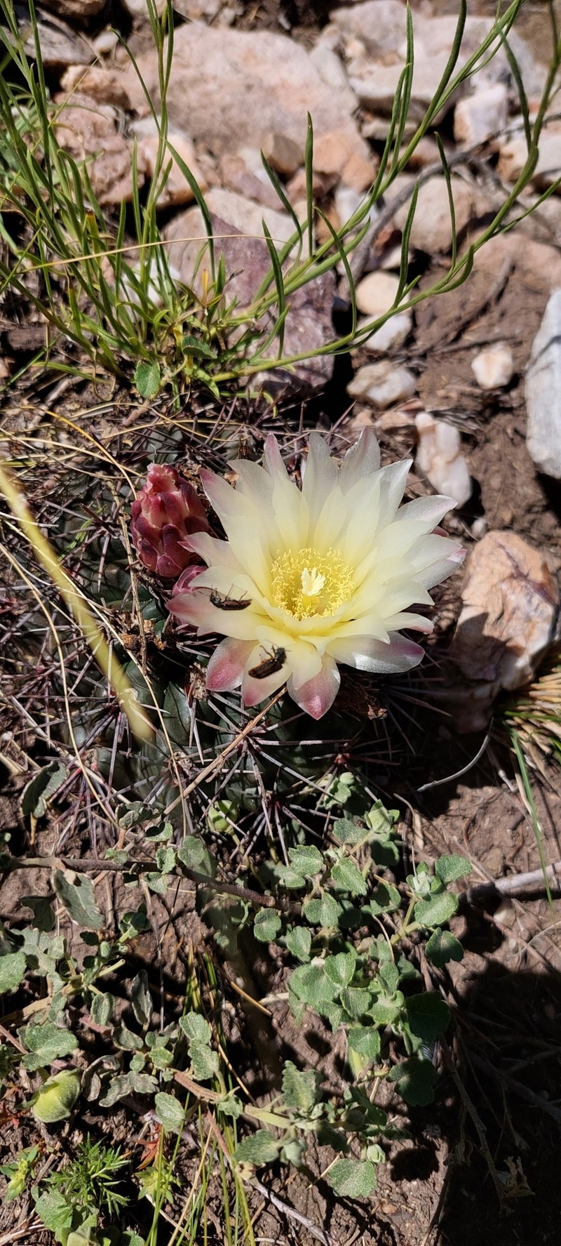 Gymnocalycium reductum subsp. reductum