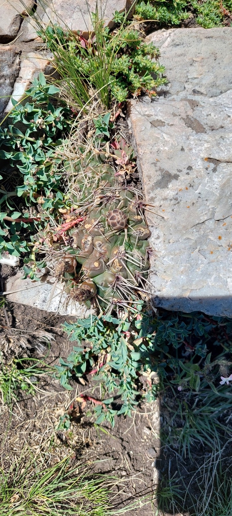 Gymnocalycium reductum subsp. reductum photo 2