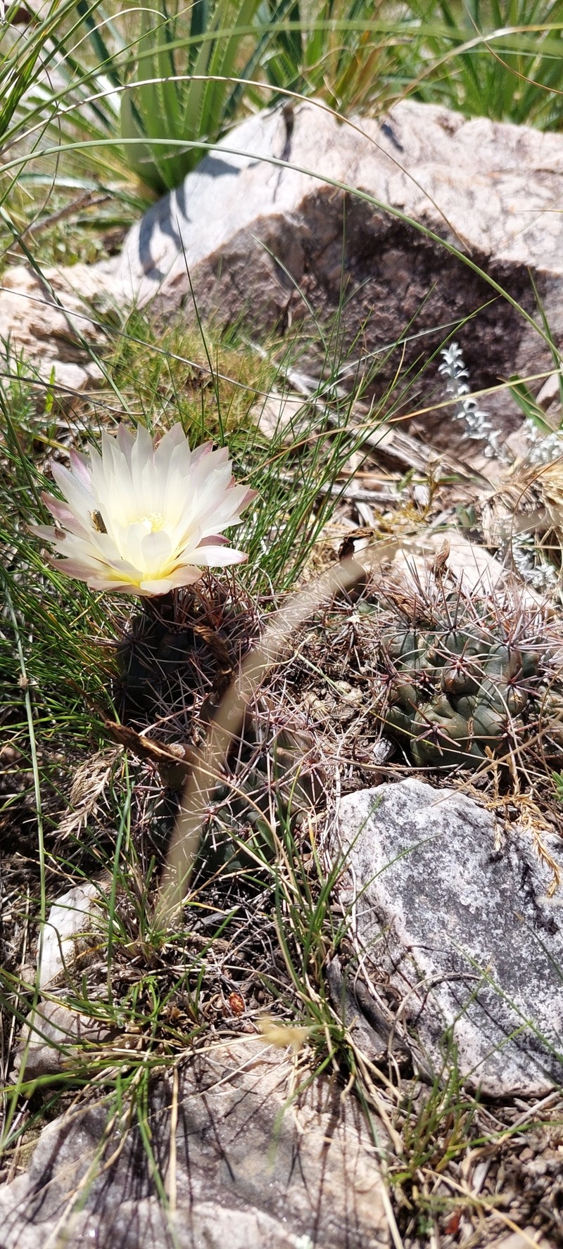 Gymnocalycium reductum subsp. reductum photo 3