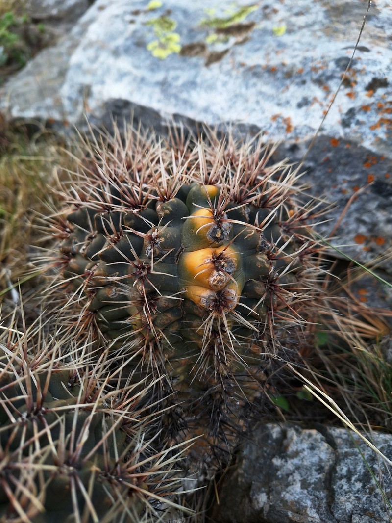 Gymnocalycium reductum subsp. reductum photo 4