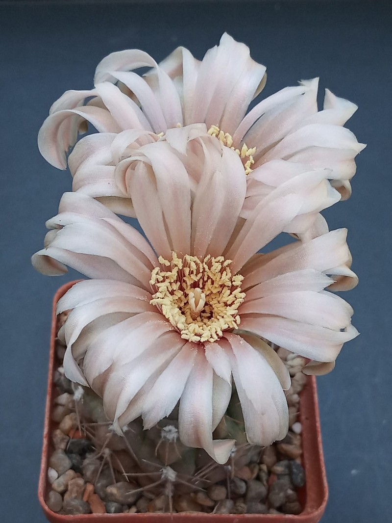 Gymnocalycium sanluisense