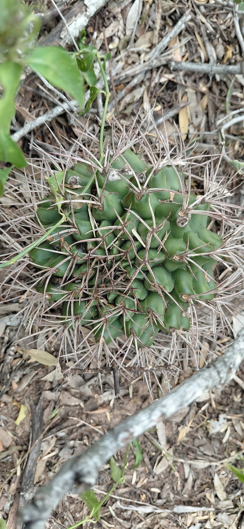 Gymnocalycium schickendantzii subsp. schickendantzii