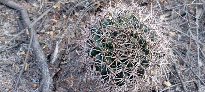 Gymnocalycium schickendantzii subsp. schickendantzii photo 2