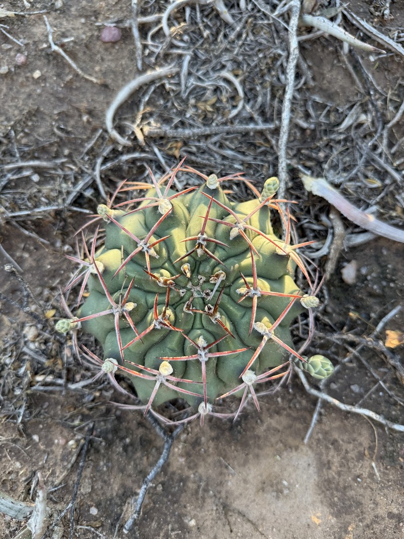 Gymnocalycium schickendantzii subsp. schickendantzii photo 3