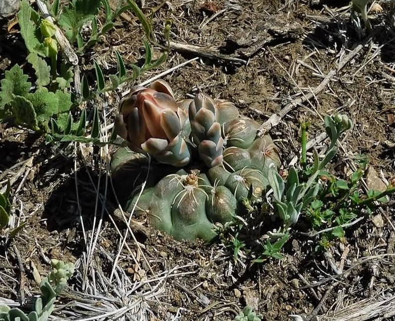 Gymnocalycium victorii