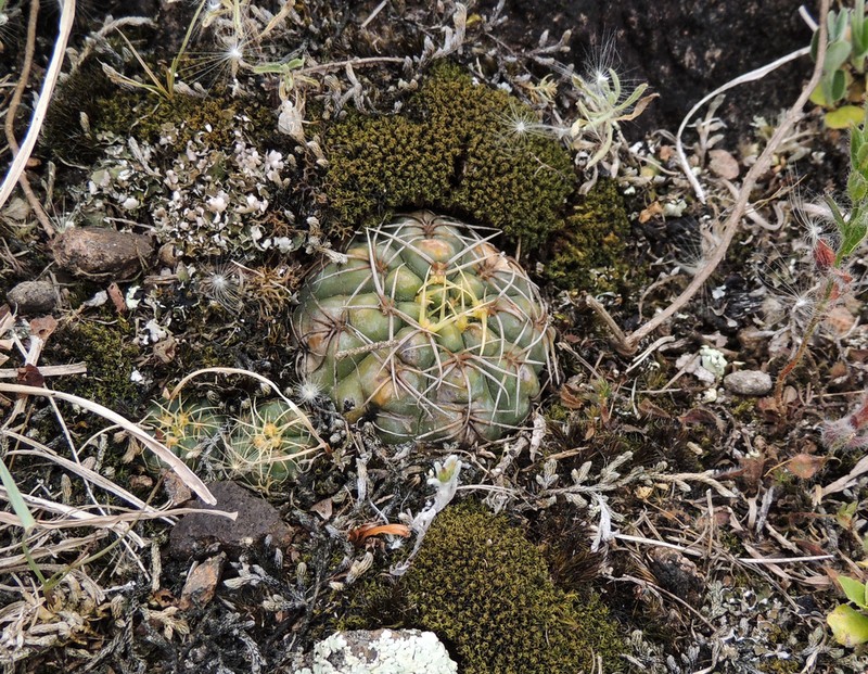 Gymnocalycium volskyi photo 3