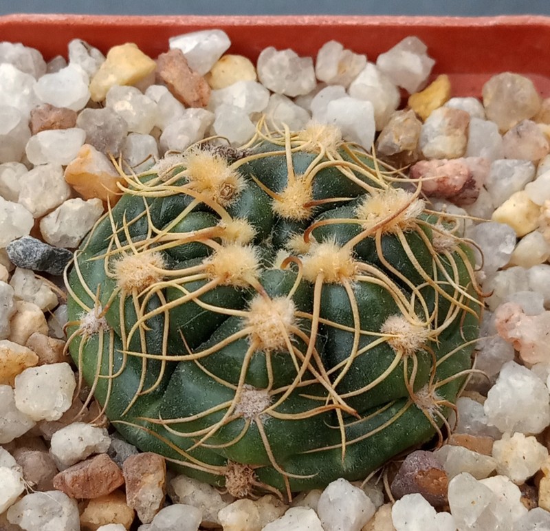 Gymnocalycium volskyi