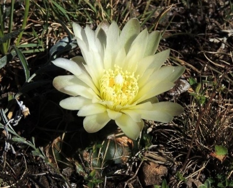 Gymnocalycium volskyi photo 6