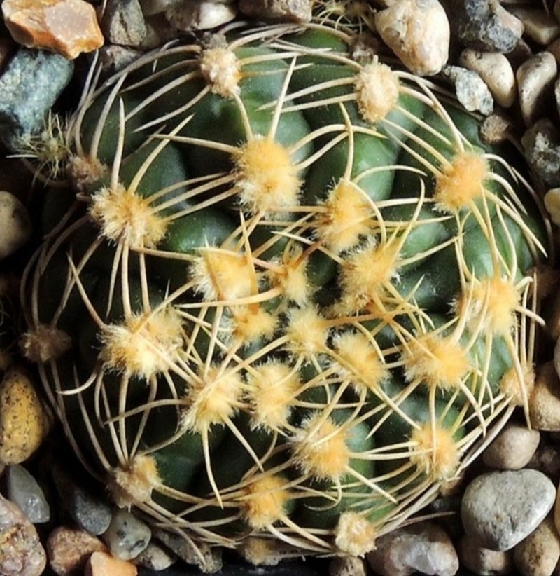 Gymnocalycium volskyi photo 7