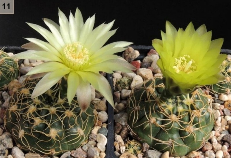 Gymnocalycium volskyi photo 8