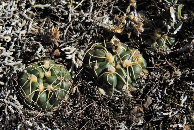 Gymnocalycium volskyi subsp. angulatum
