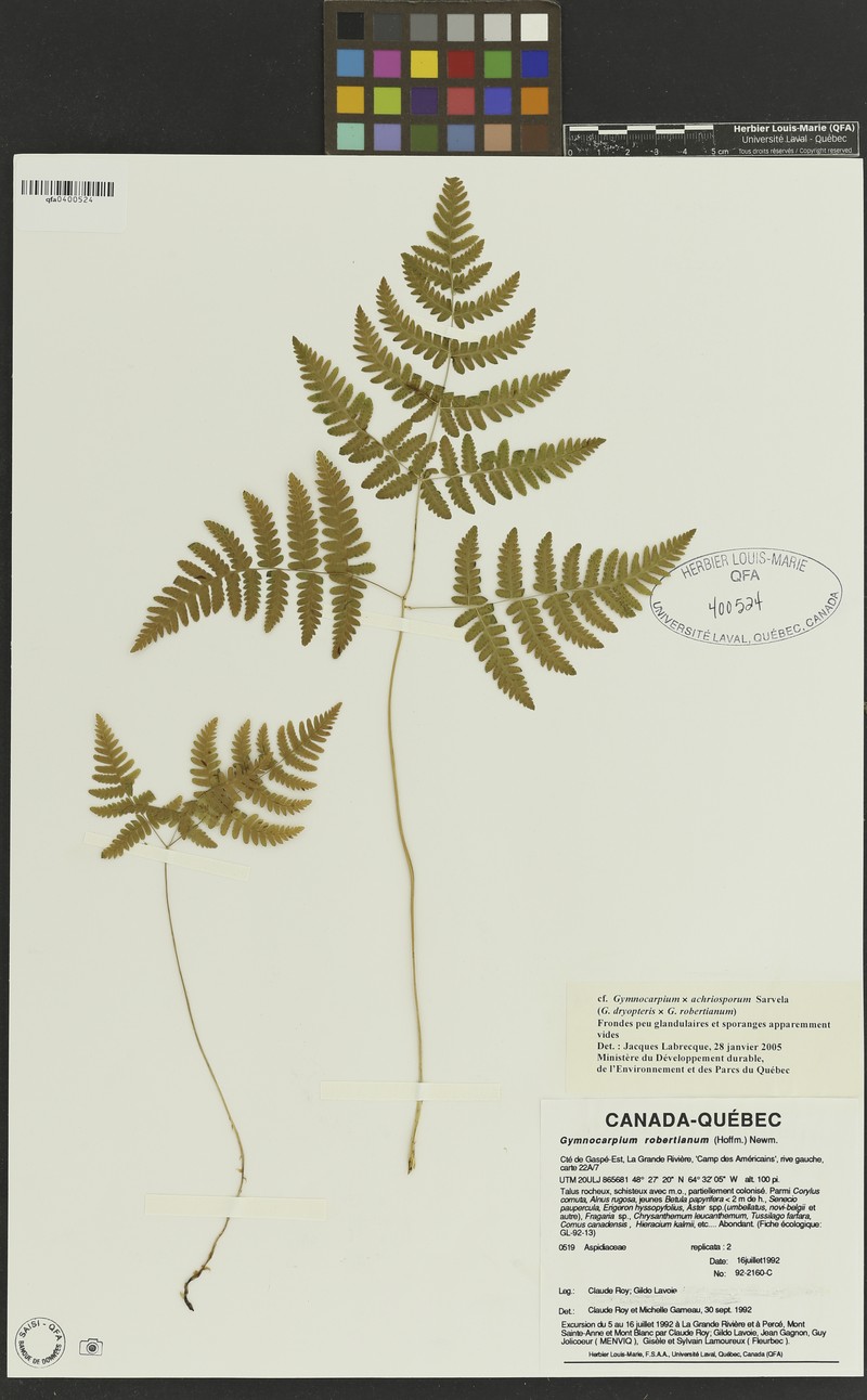Gymnocarpium × achriosporum photo 2