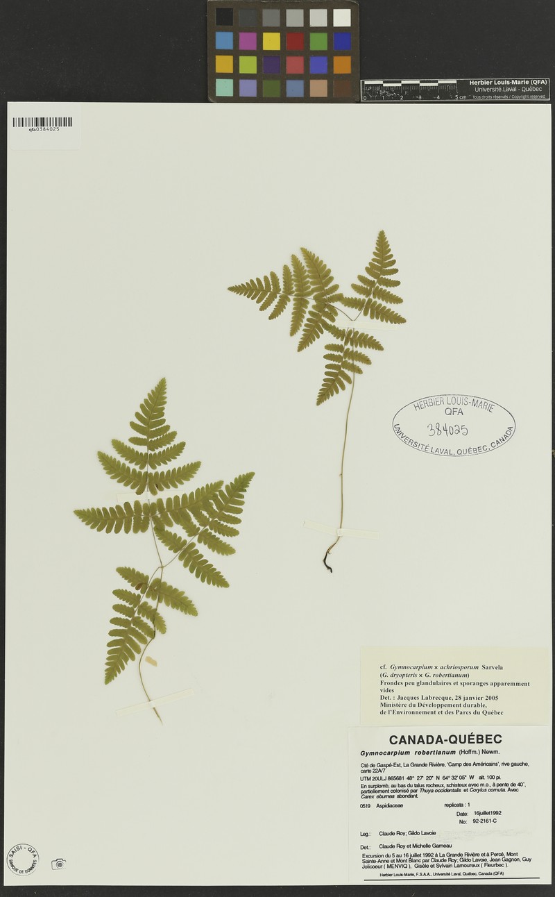 Gymnocarpium × achriosporum photo 3