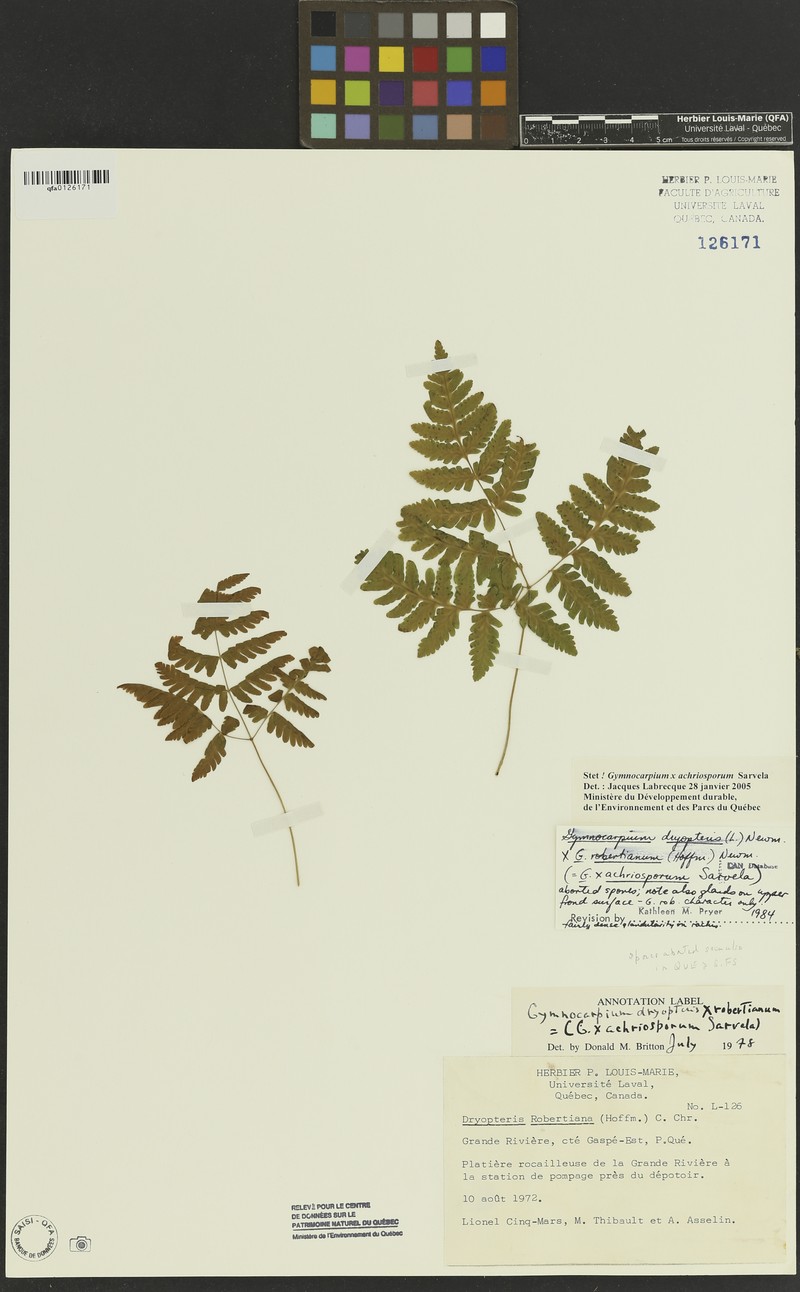 Gymnocarpium × achriosporum photo 4