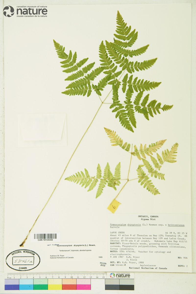 Oakfern