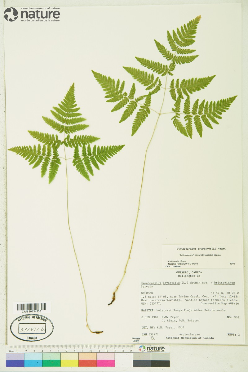 Oakfern photo 2