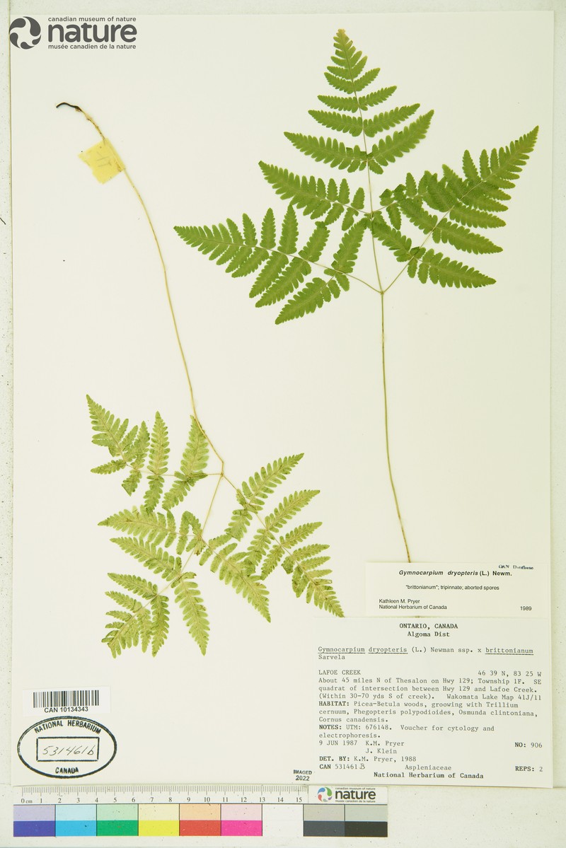 Oakfern photo 3