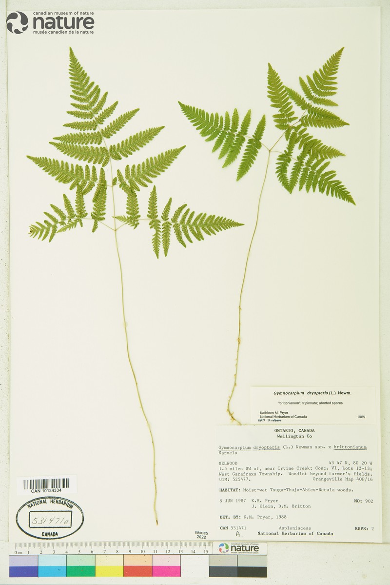 Oakfern photo 4