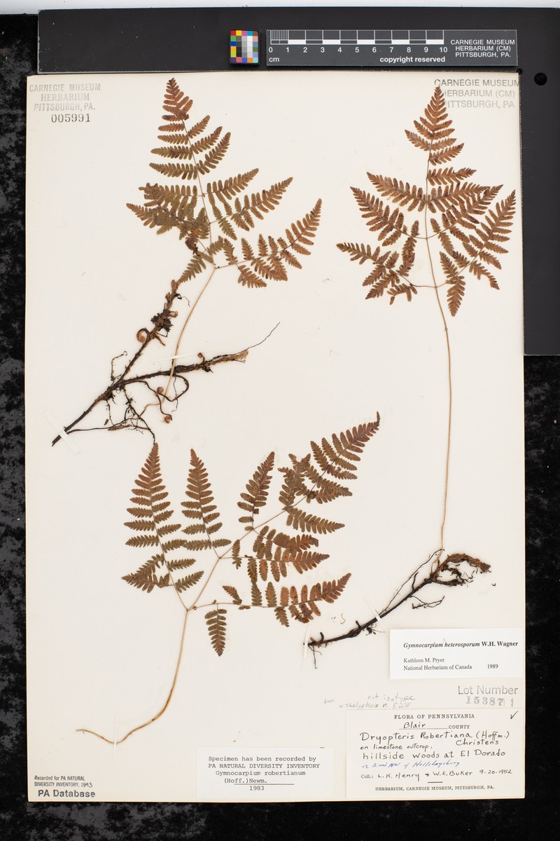 Blackspore Oakfern
