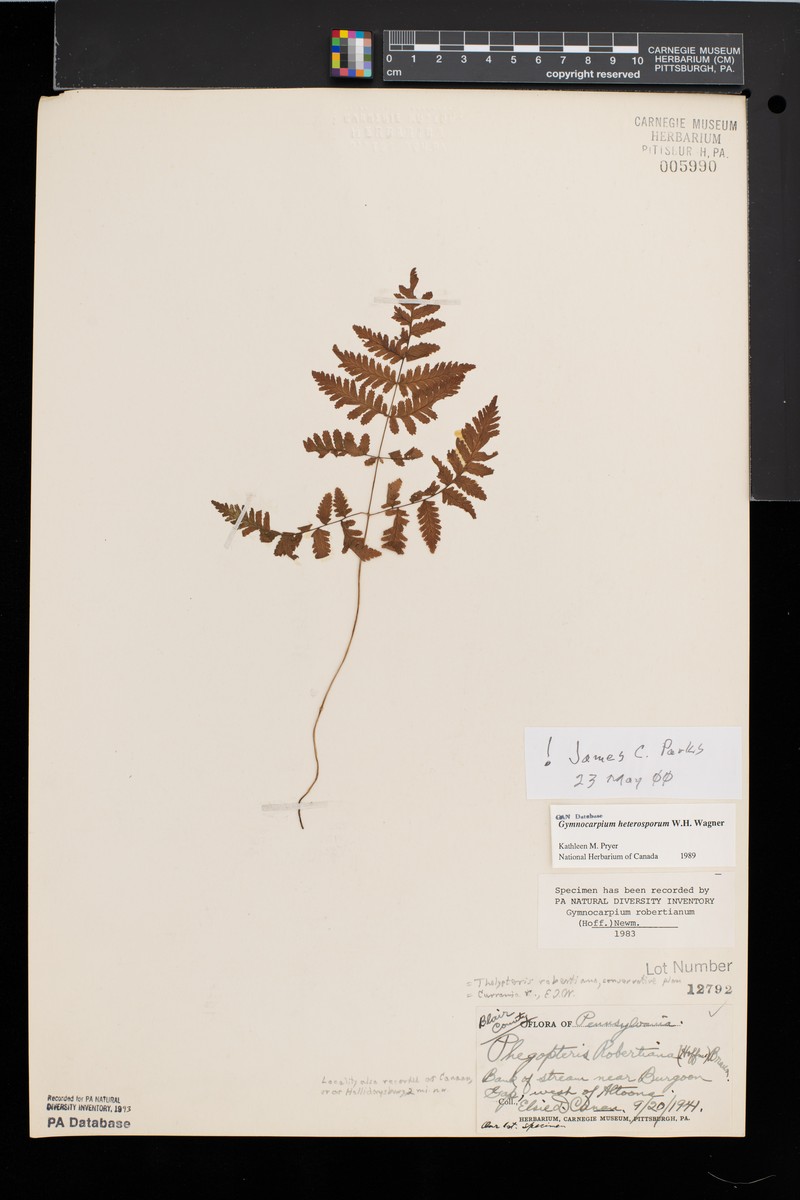 Blackspore Oakfern photo 2