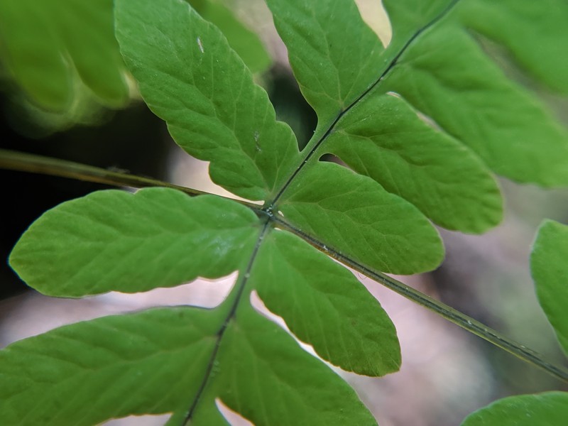 Gymnocarpium × intermedium photo 2