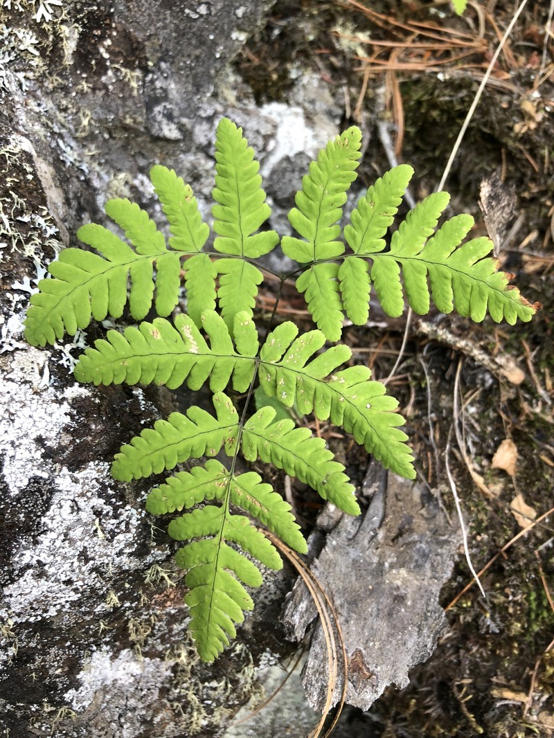 Gymnocarpium × intermedium photo 3