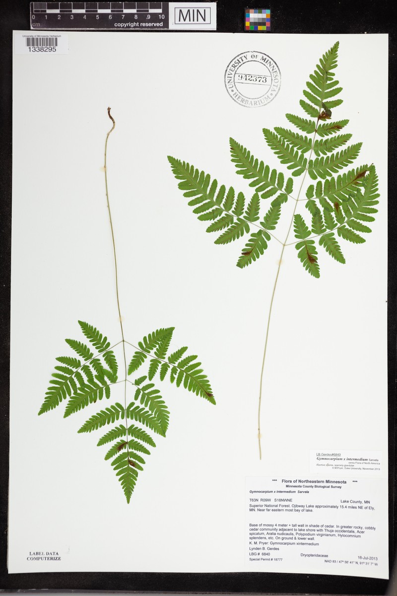 Gymnocarpium × intermedium photo 5
