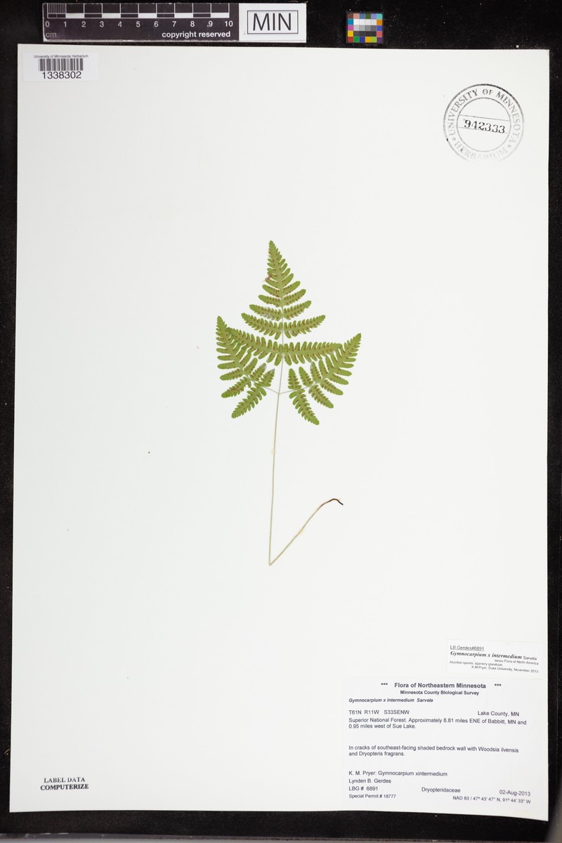 Gymnocarpium × intermedium photo 7