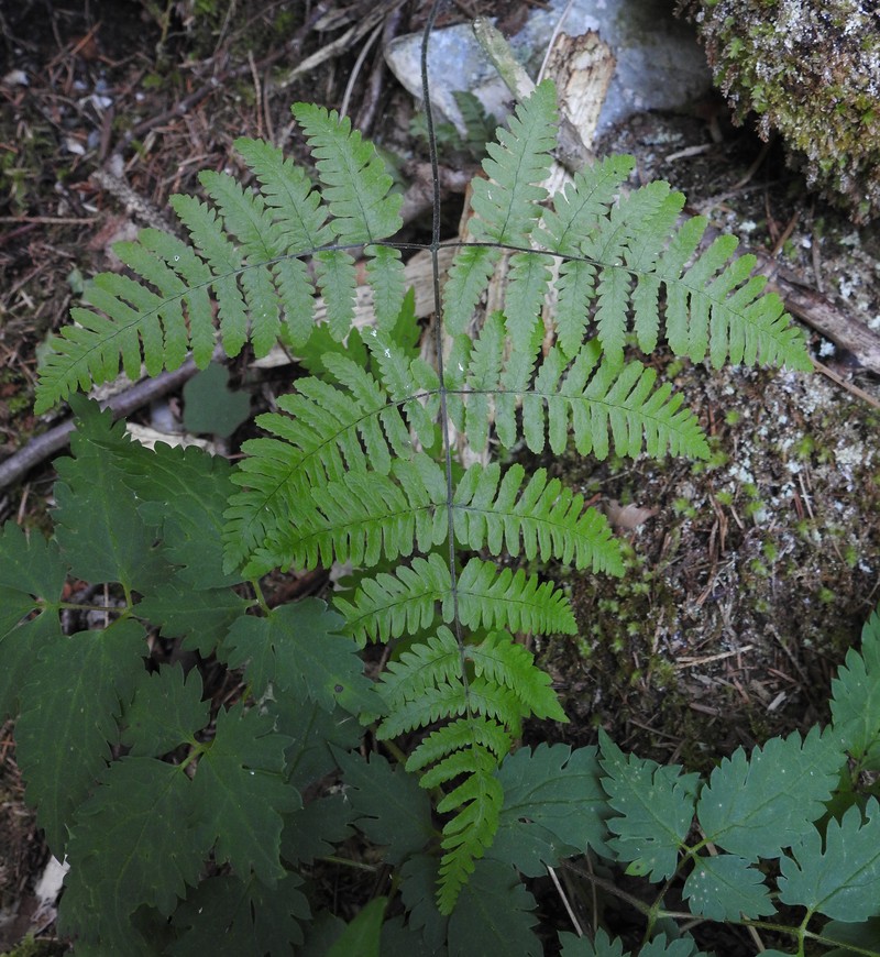 Oakfern photo 3