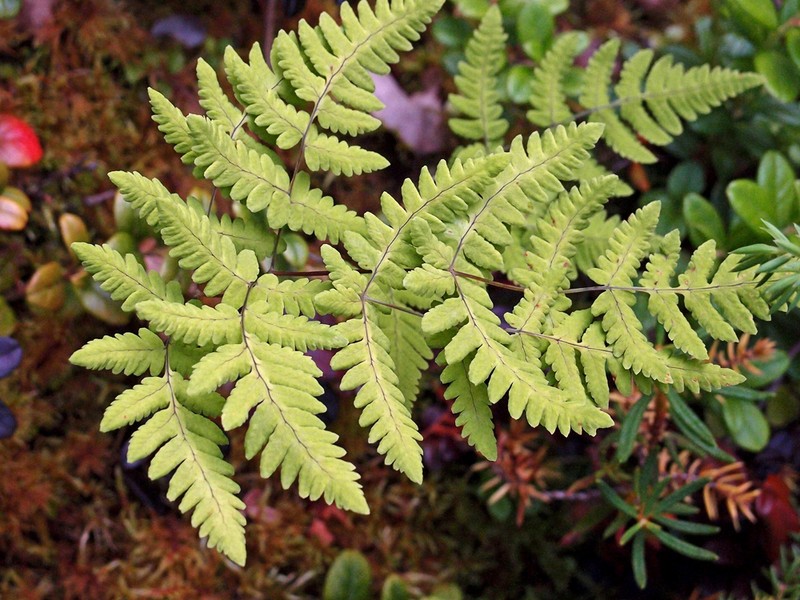 Oakfern photo 4