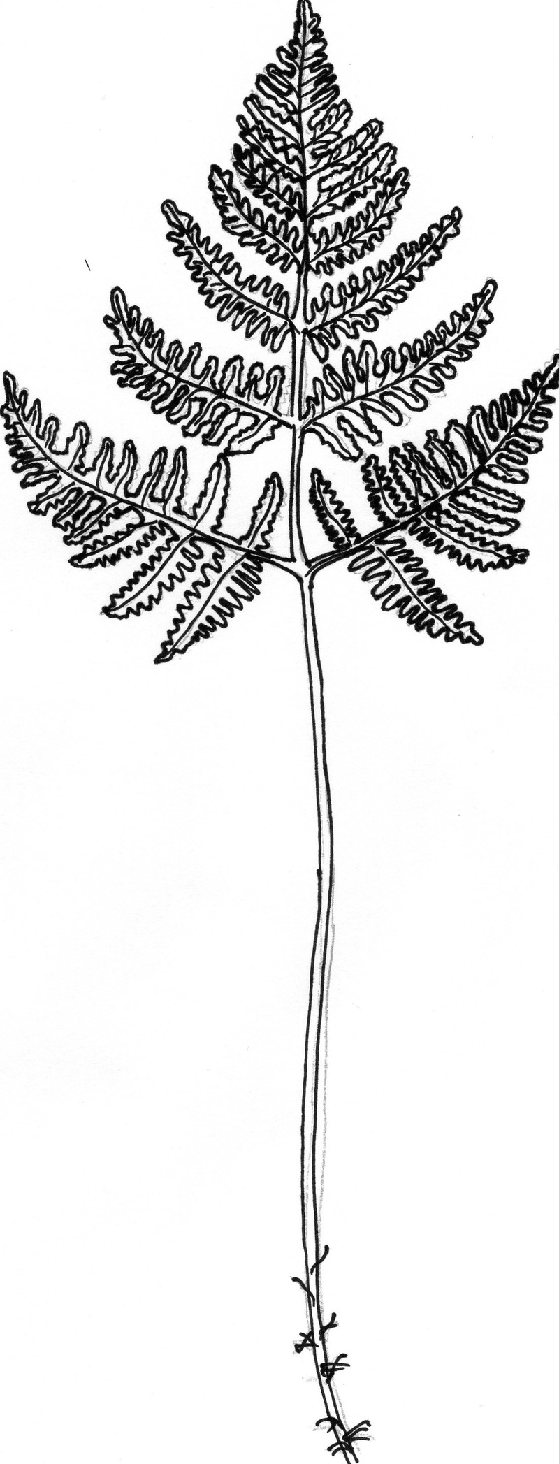 Oakfern photo 5