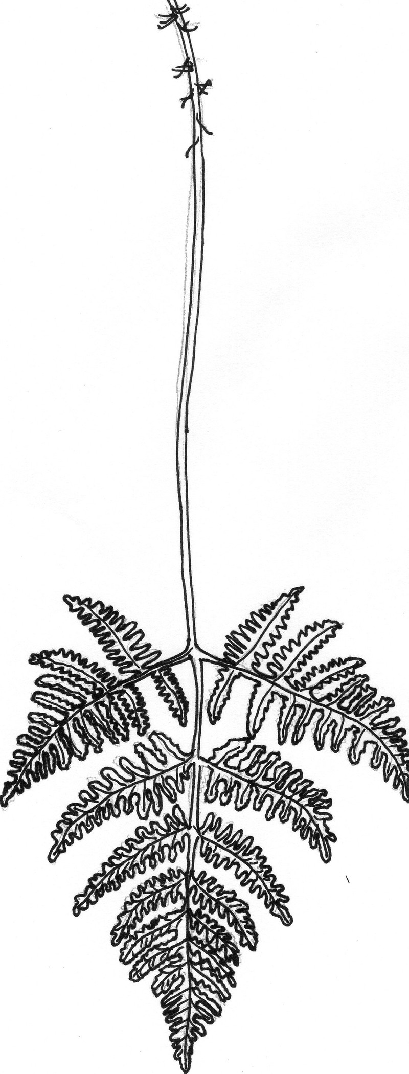 Oakfern photo 6