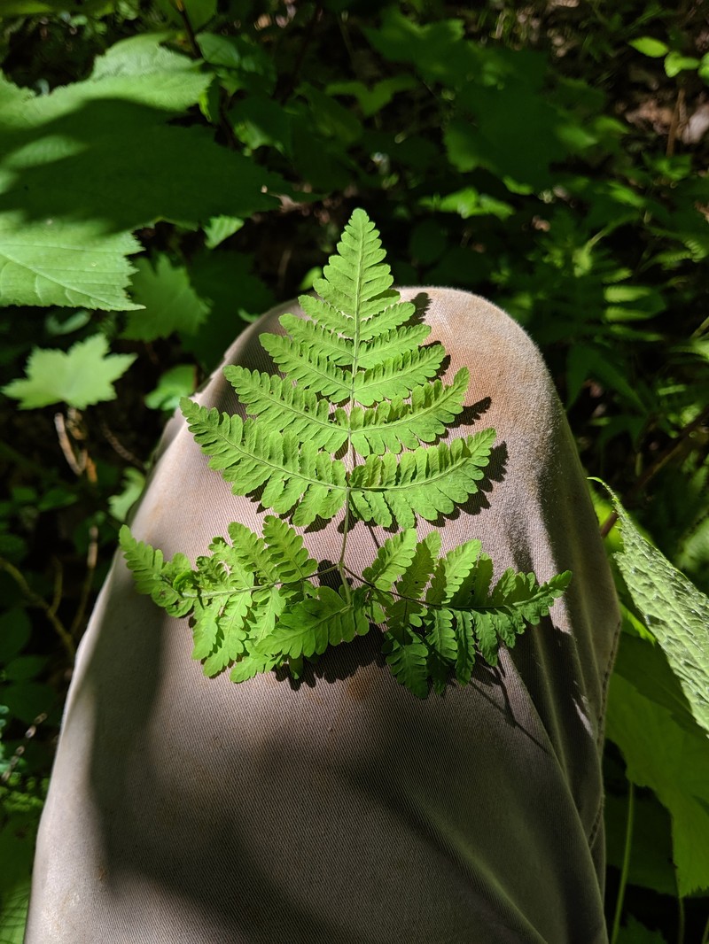 Oakfern