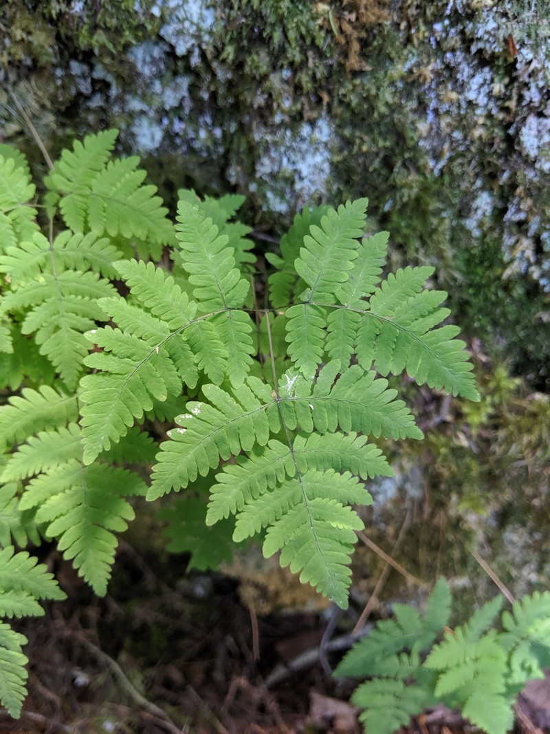 Oakfern photo 2