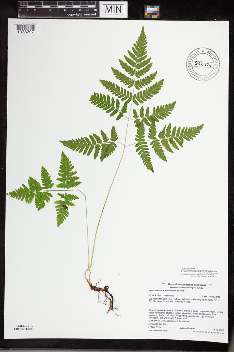 Oakfern photo 3