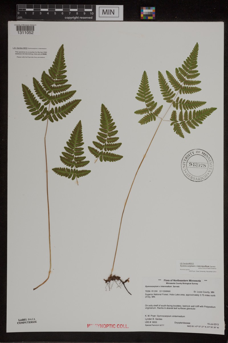 Oakfern photo 5
