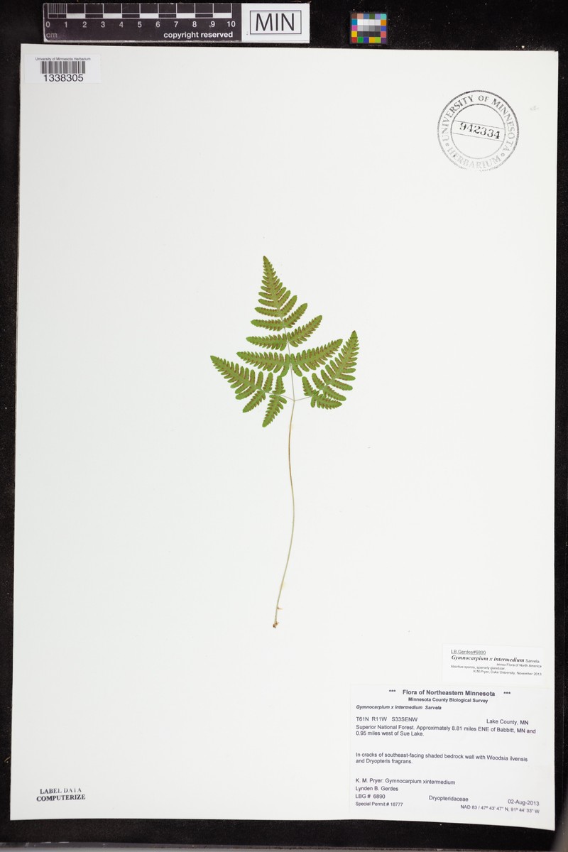 Oakfern photo 7