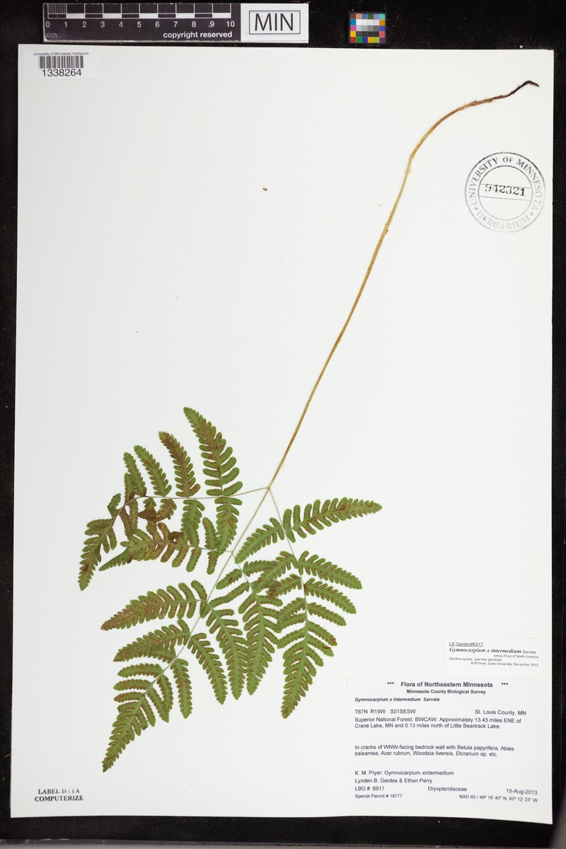 Oakfern photo 8