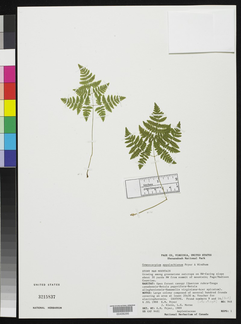 Appalachian Oakfern