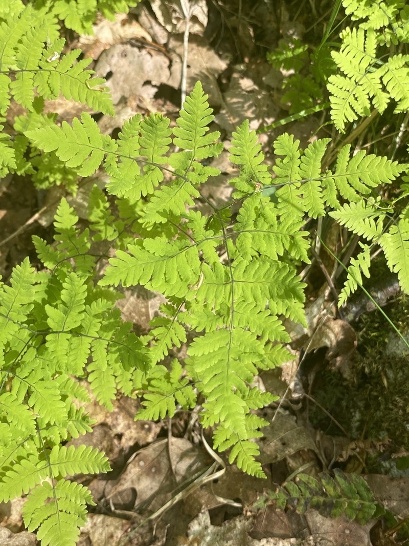 Appalachian Oakfern