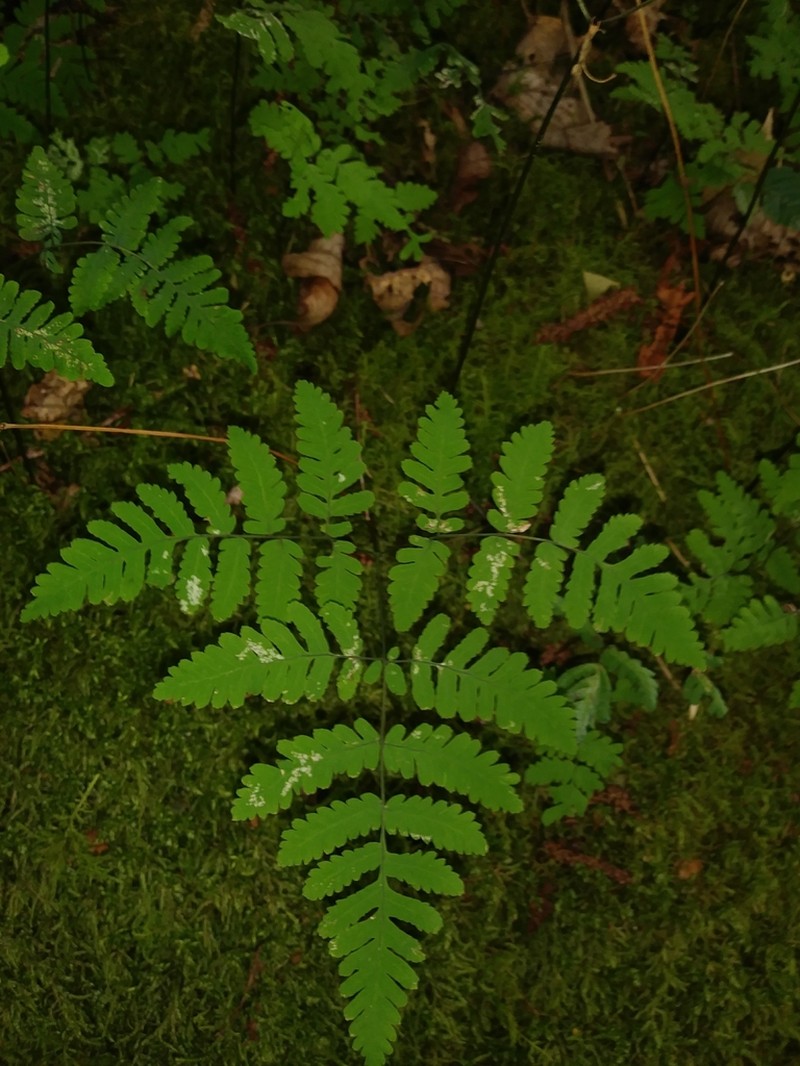 Appalachian Oakfern photo 2