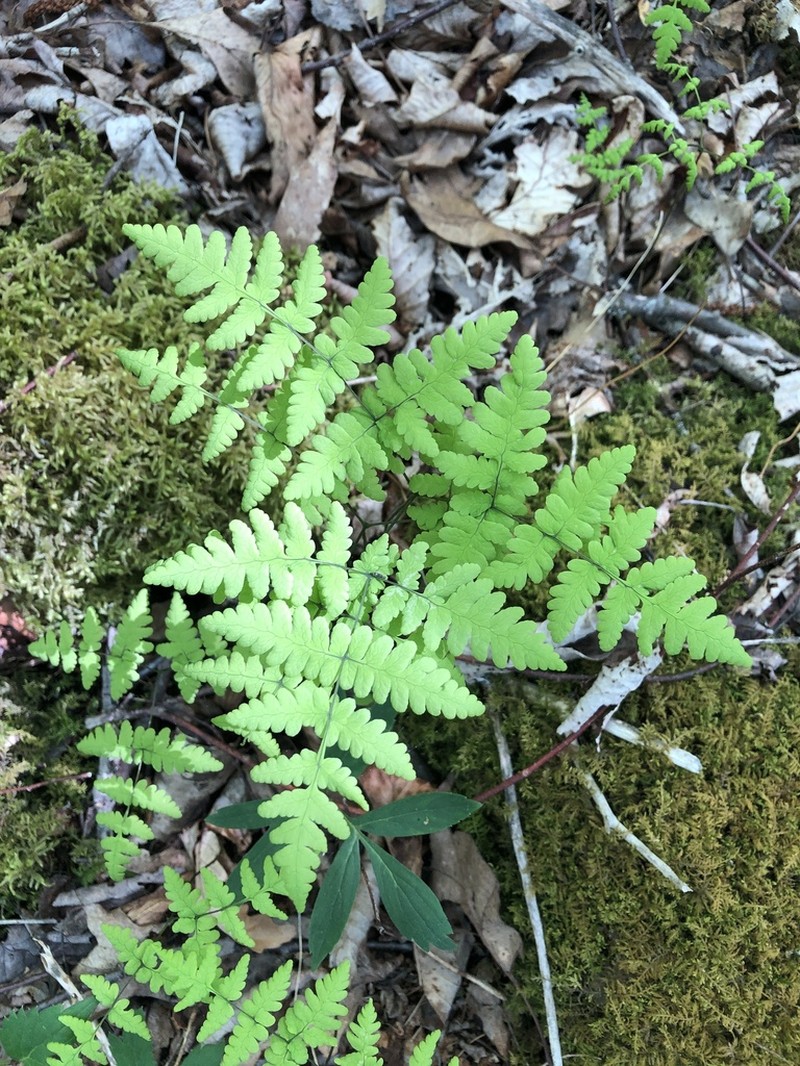 Appalachian Oakfern photo 3